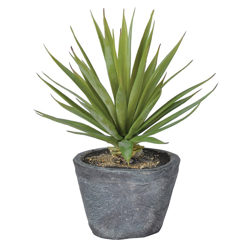GREEN AIRPLANT IN GREY POT